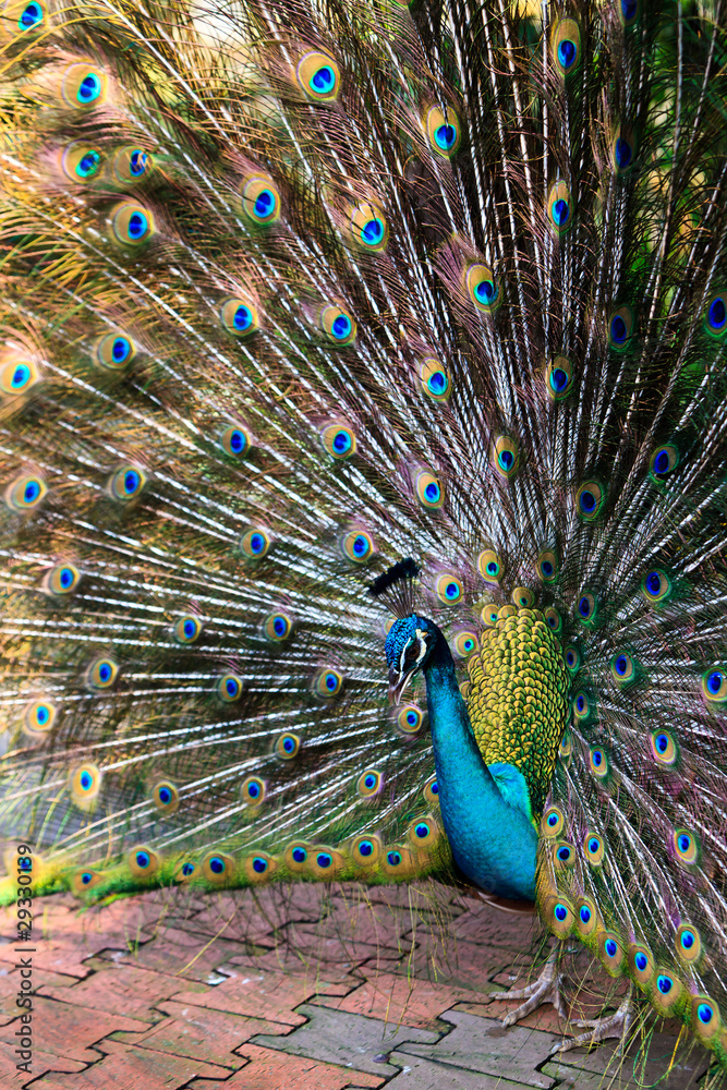 Obraz premium Indian peacock bird proudly showing his feathers