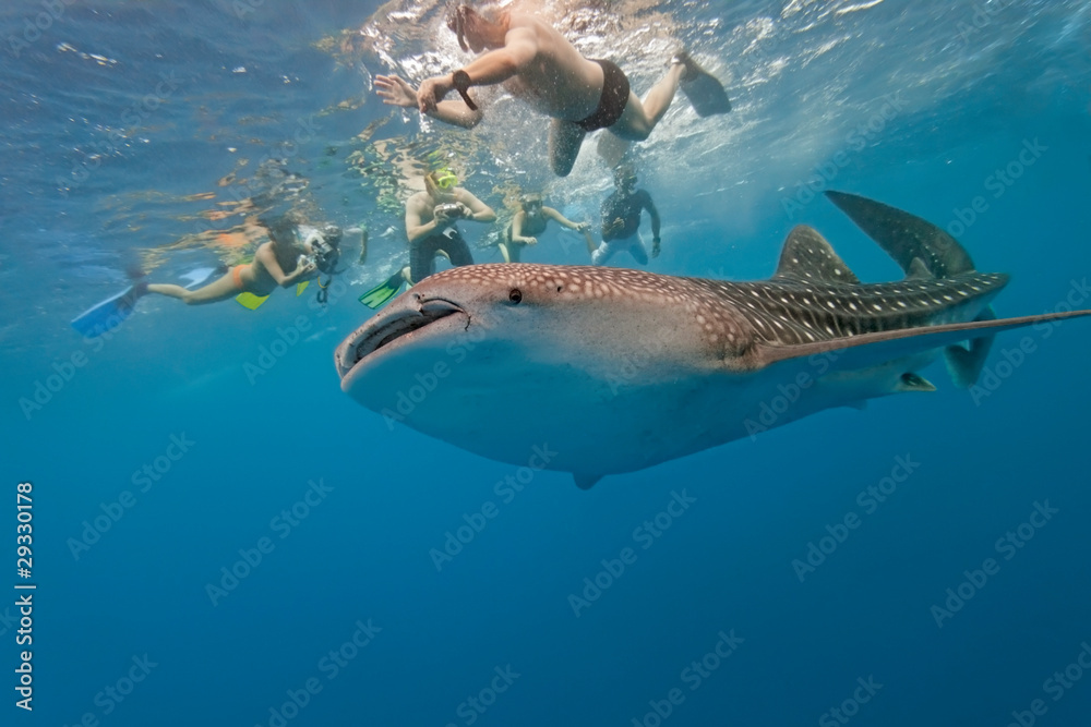 Obraz premium Whale shark and snorkeling people