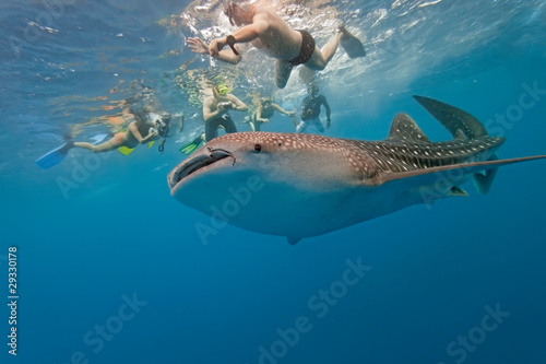 Whale shark and snorkeling people
