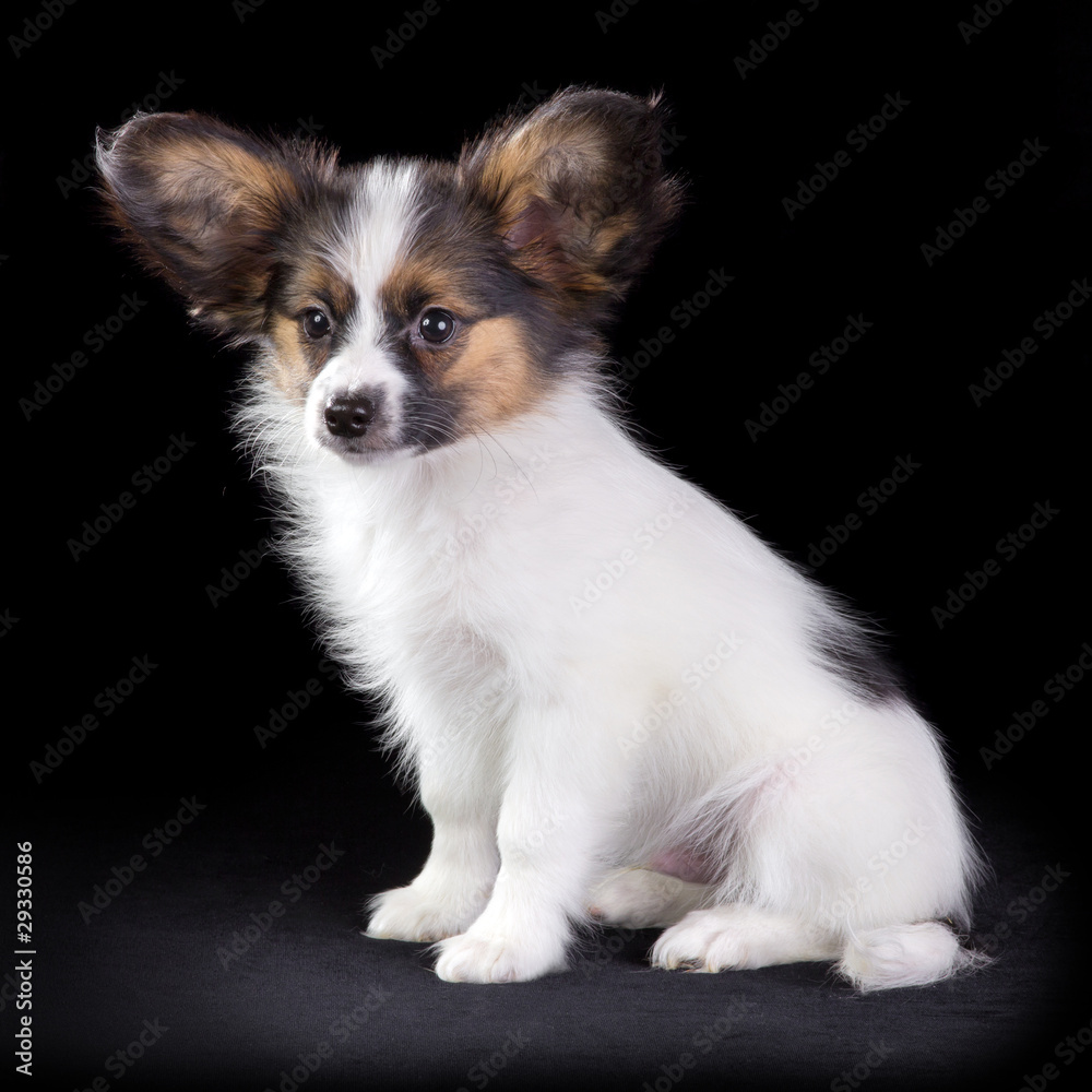Puppy Papillon Puppy Papillon