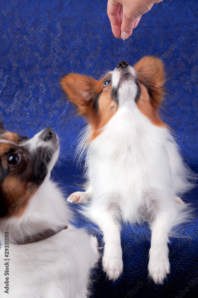 Papillon dog