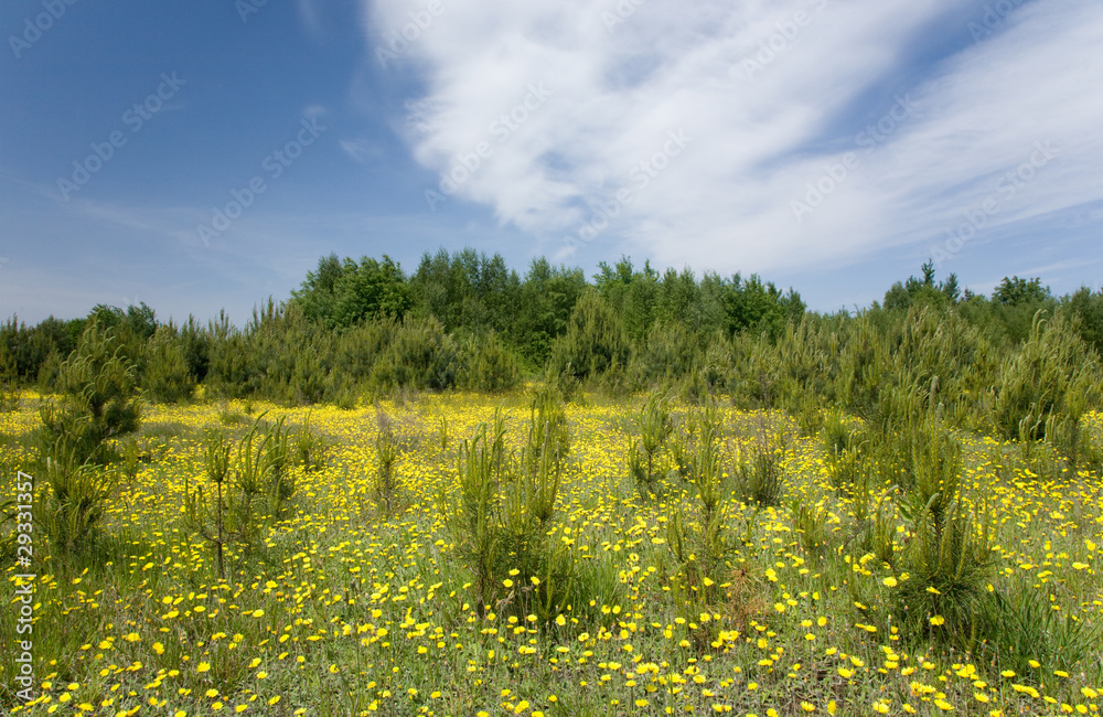 Fototapeta premium Young pine tree among grass and yellow flowers