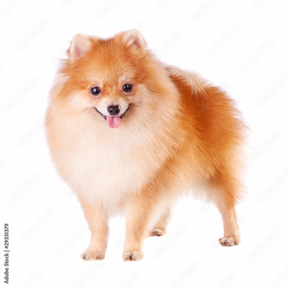 Pomeranian Dog