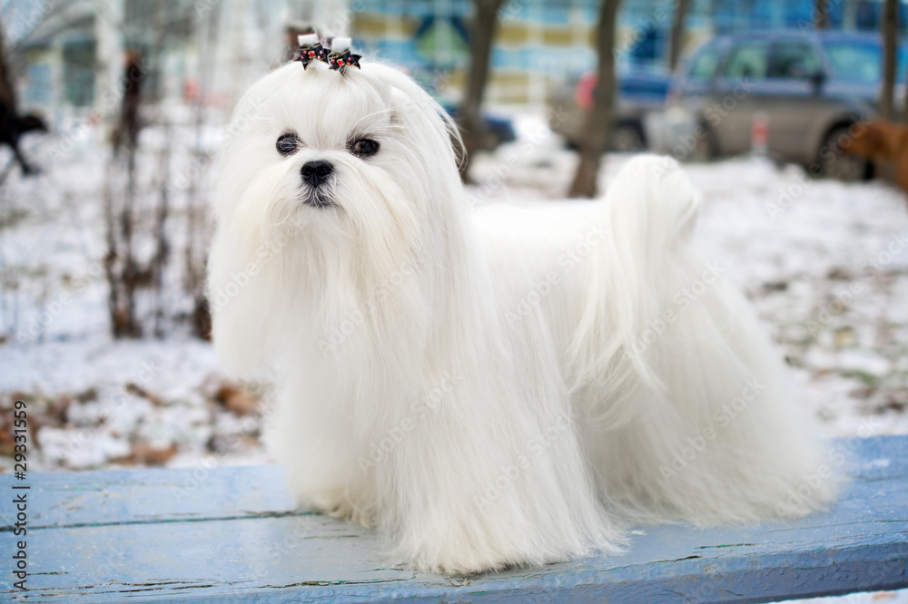 Maltese Dog Maltese Dog