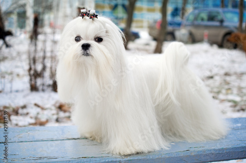 Maltese Dog