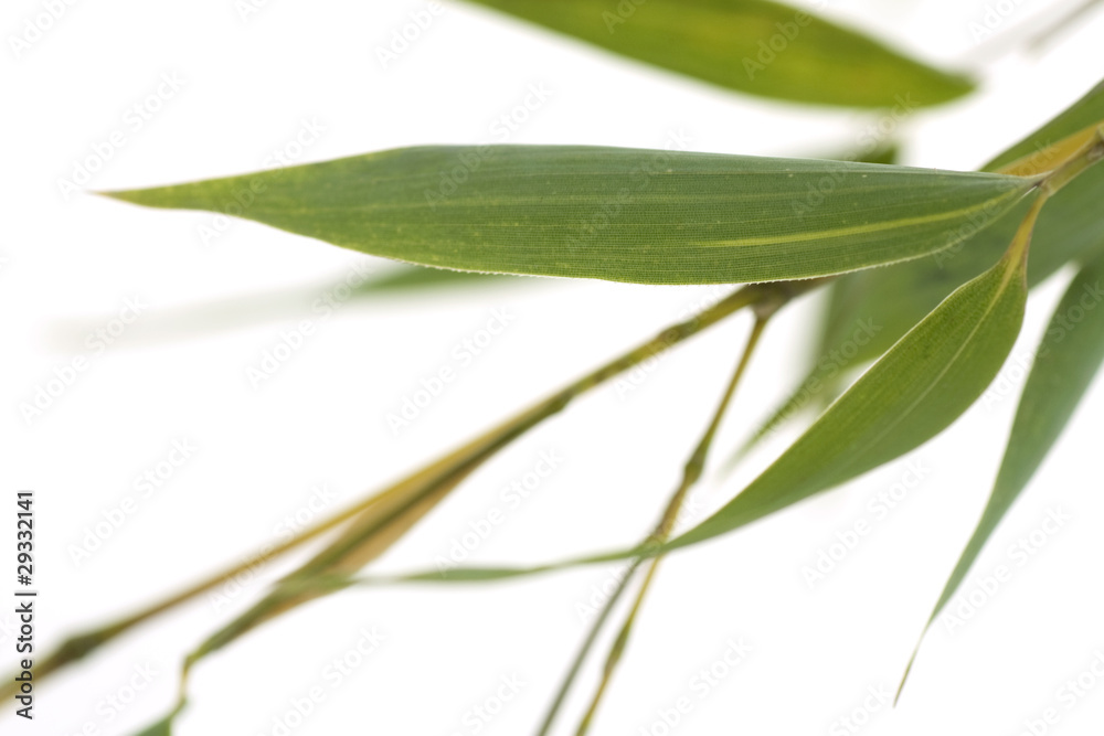 Bamboo leaves isolated