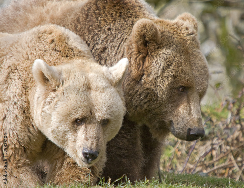 Fototapeta premium Brown Bears