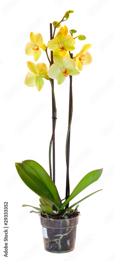 Yellow orchid in a flowerpot. Isolated on white - obrazy, fototapety, plakaty 
