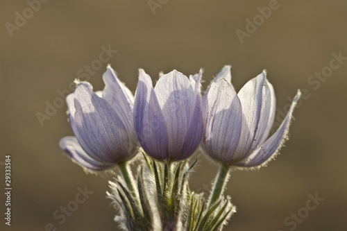 Spring Time Crocus Flower © pictureguy32