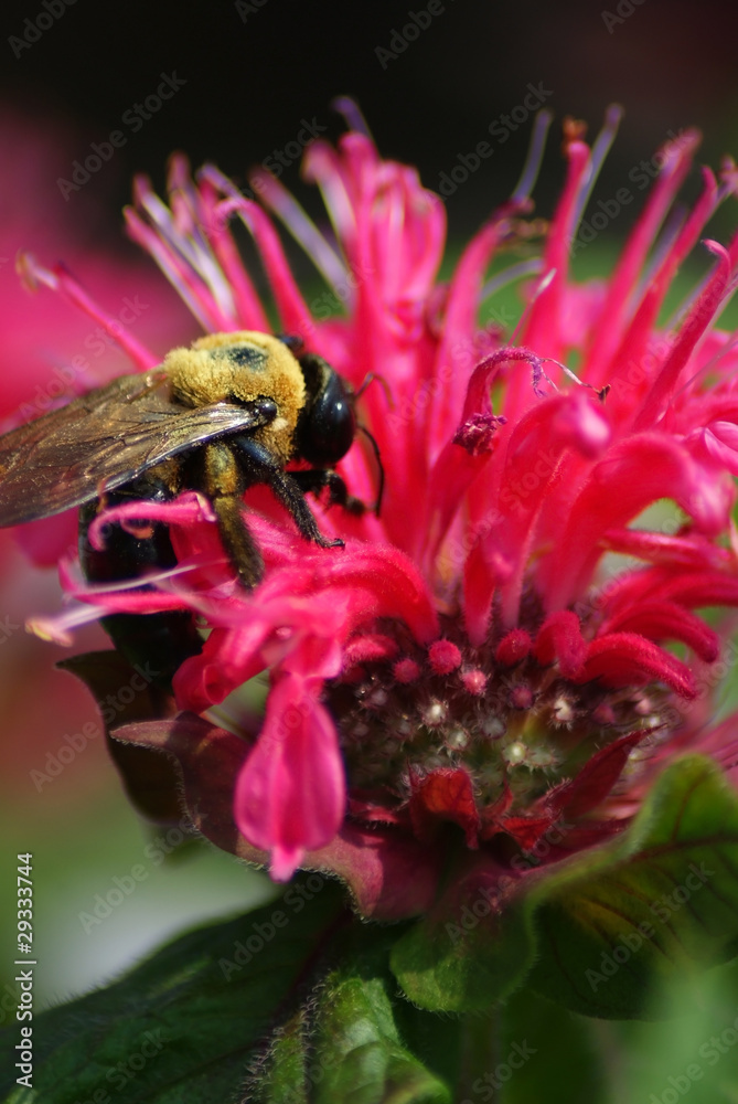 Fototapeta premium Bee on Bee Balm