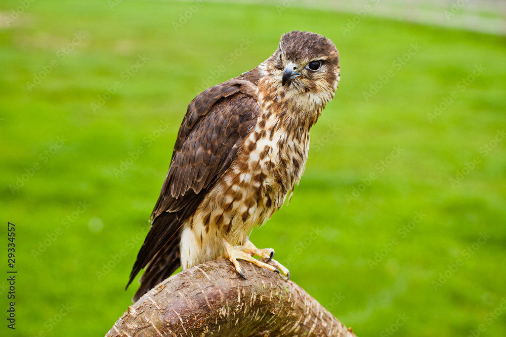 Naklejka premium merlin on a branch