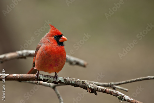 Male Northern  Cardinal sitting on bare limb © JudyK