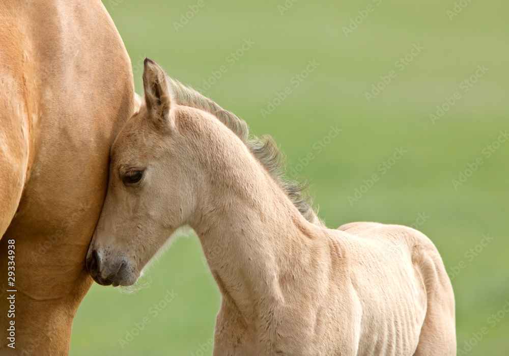 Fototapeta premium Horse and colt