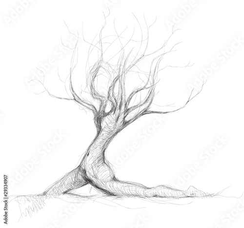 Tree like woman Daphne / realistic sketch (not auto-traced)