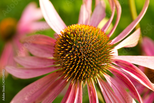 echinacea flower