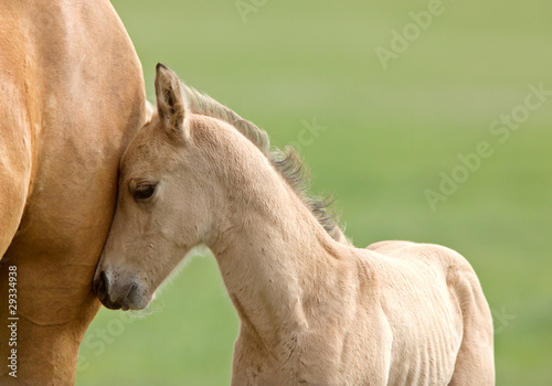 Horse and colt