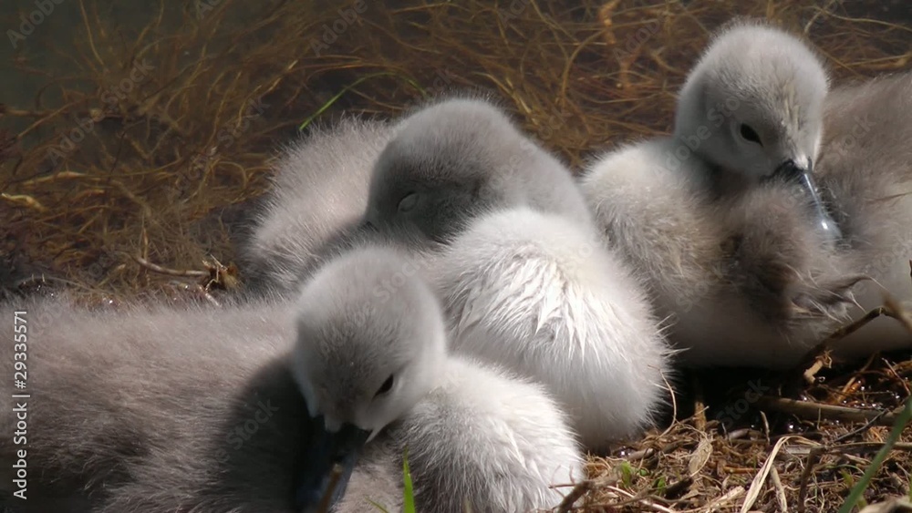 Junge Schwan Küken - Little Swan Babys