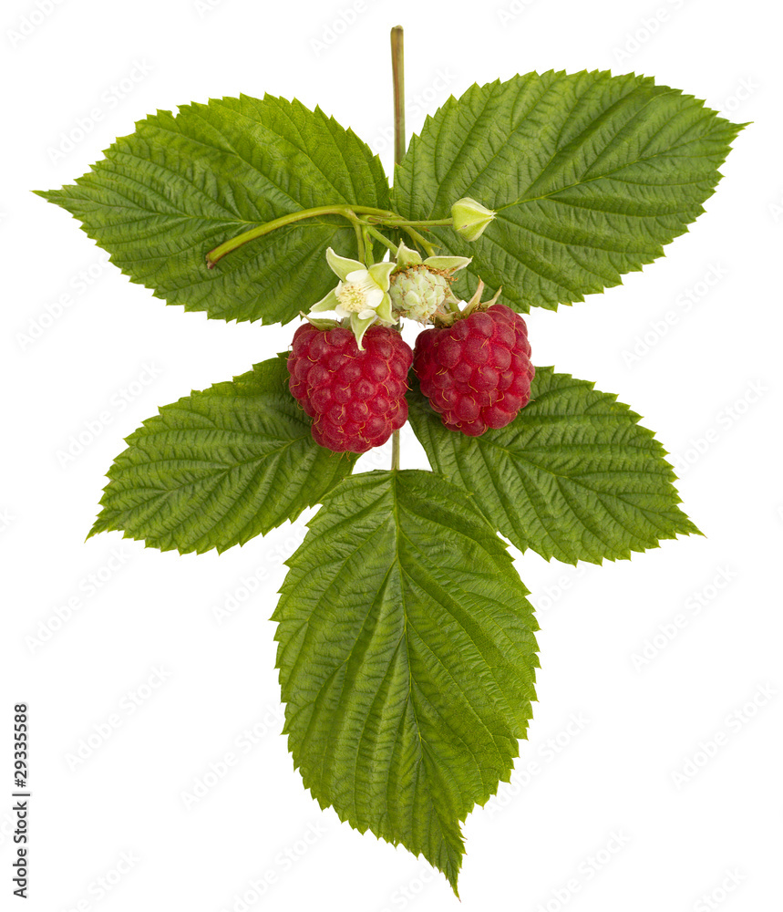 ripe raspberries and flower ripe raspberries and flower