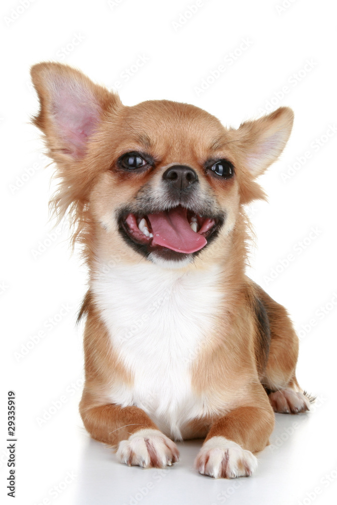 Chihuahua puppy brown with tongue on a white background