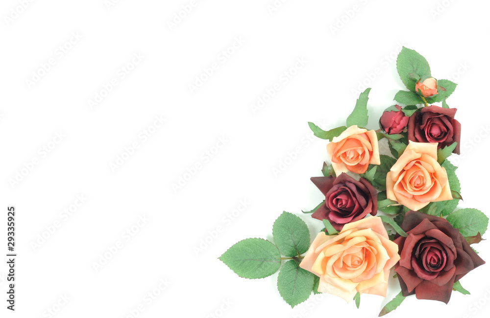 Fototapeta premium Roses