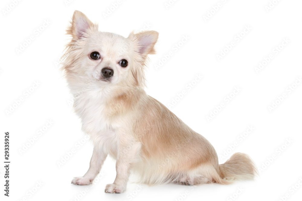 Chihuahua puppy light-brown color