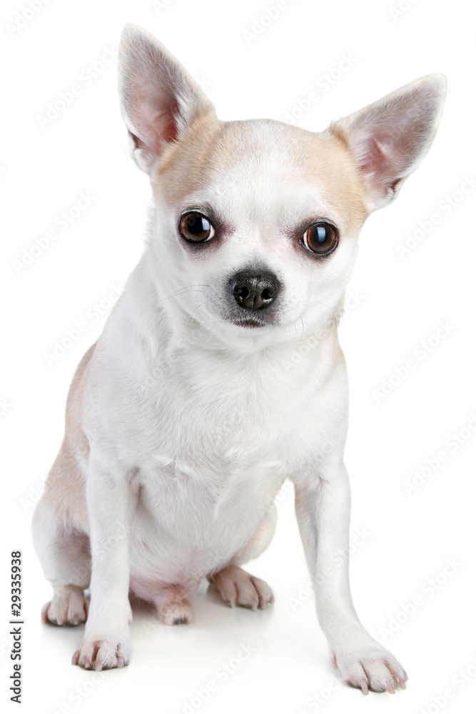 Short haired Chihuahua on a white background