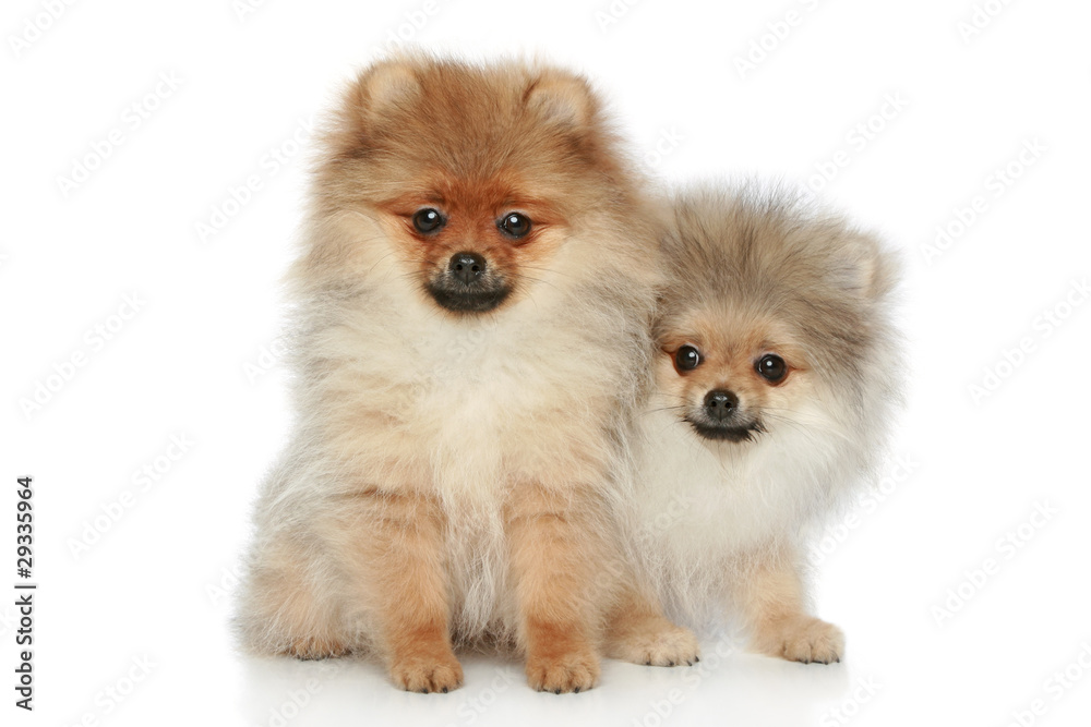 Spitz puppies on a white background