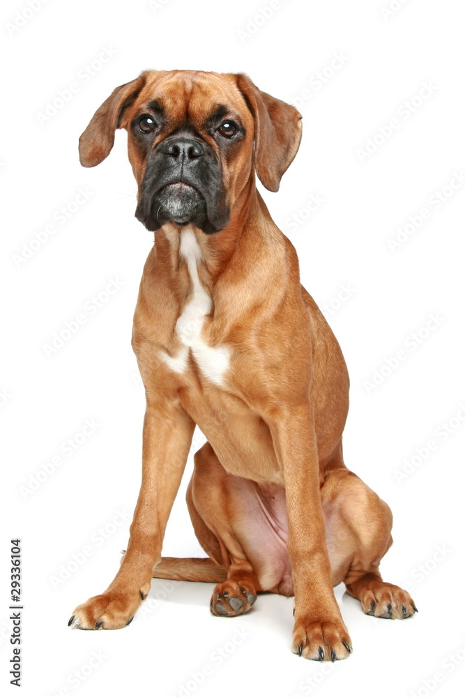 German Boxer puppy sitting on a white background