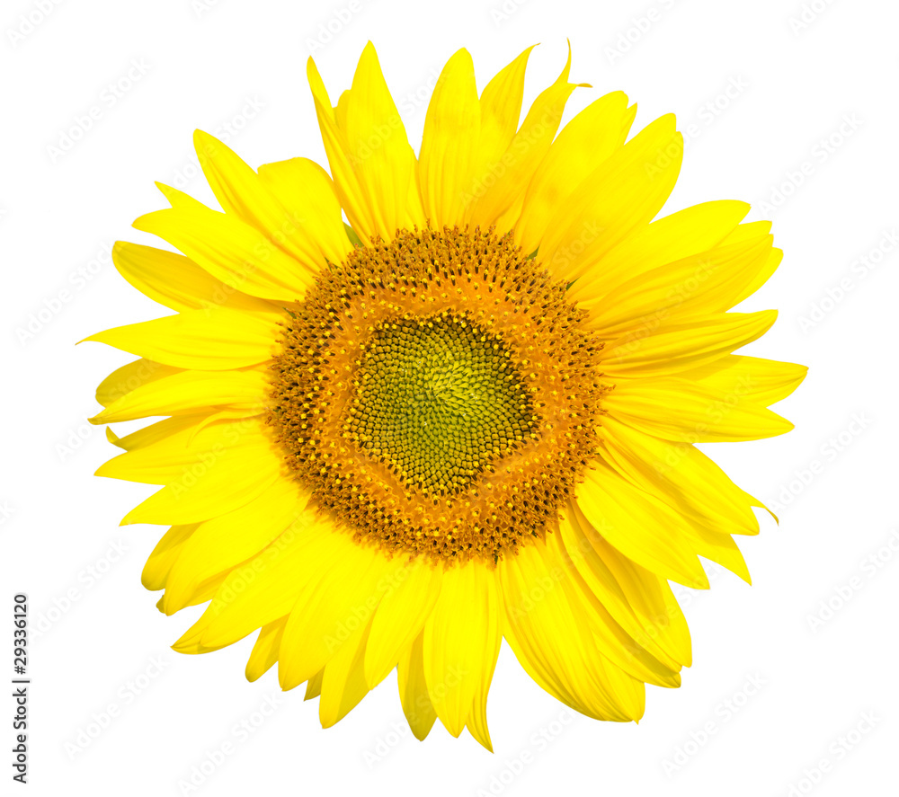 Fototapeta premium sunflower head