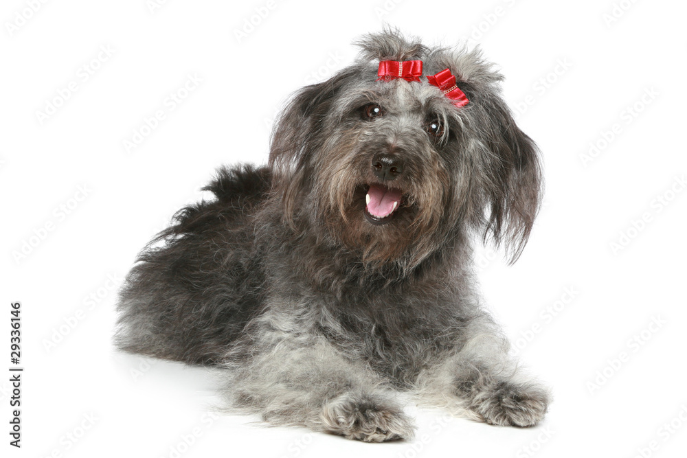 Shaggy gray mongrel with red ribbons Shaggy gray mongrel with red ribbons