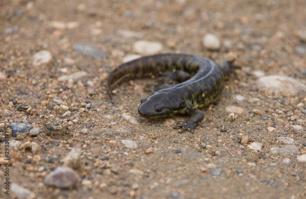 Tiger Salamander