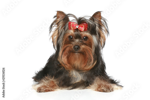 Yorkshire Terrier on a white background