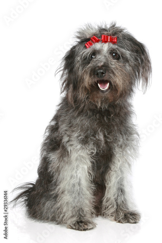 Shaggy gray mongrel with red ribbons