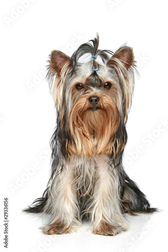 Yorkshire Terrier sitting on a white background photo