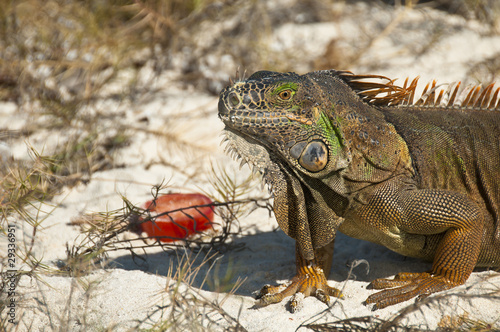 Gr  ner Leguan am Strand von Mexiko 3