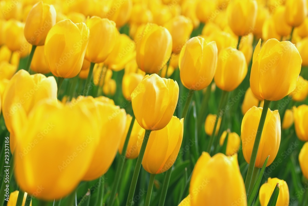 Yellow tulips Yellow tulips