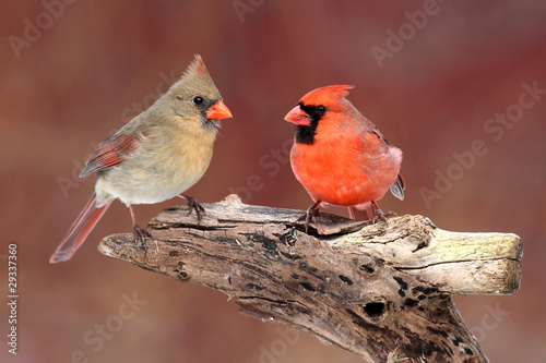 Pair of Northern Cardinals