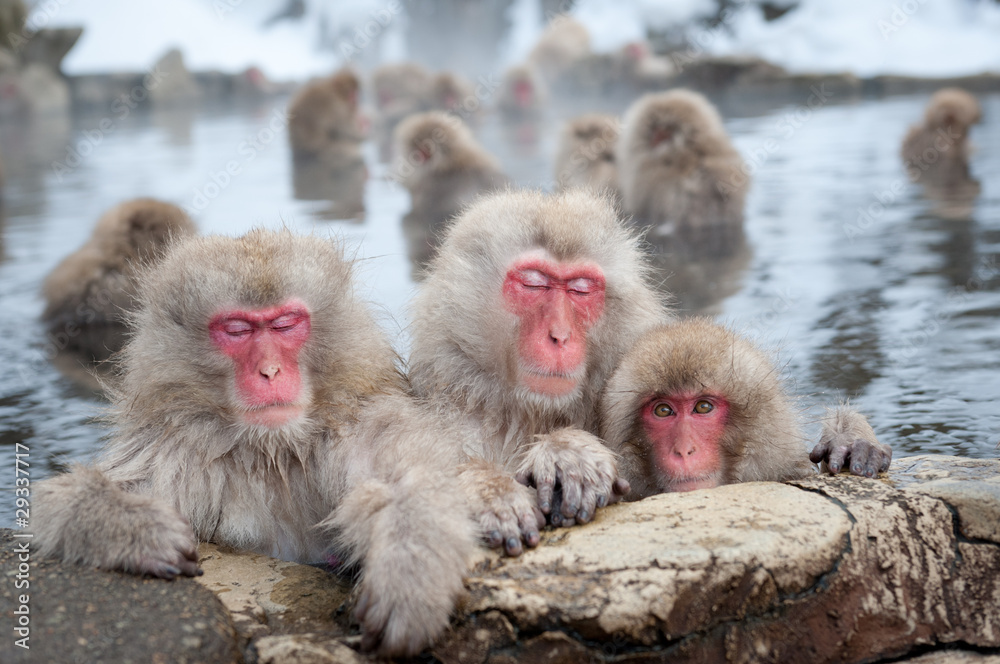 Naklejka premium Śnieżne Małpy w Onsen