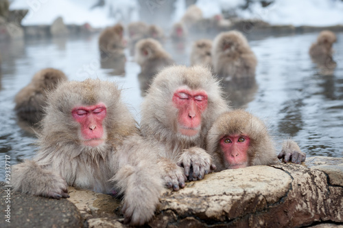 Snow Monkeys in Onsen photo