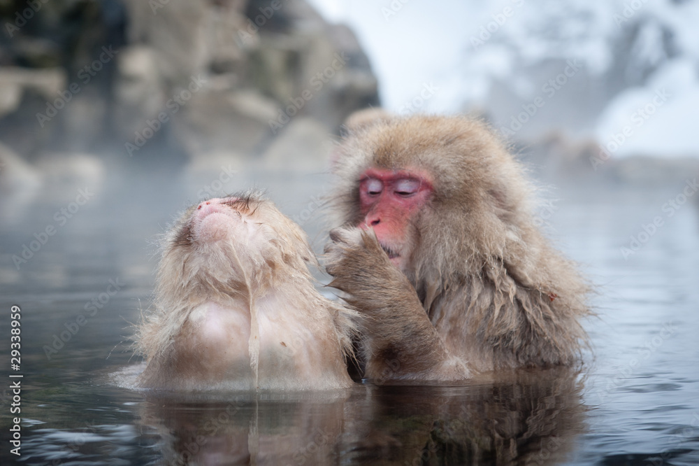Obraz premium Snow Monkeys in Onsen