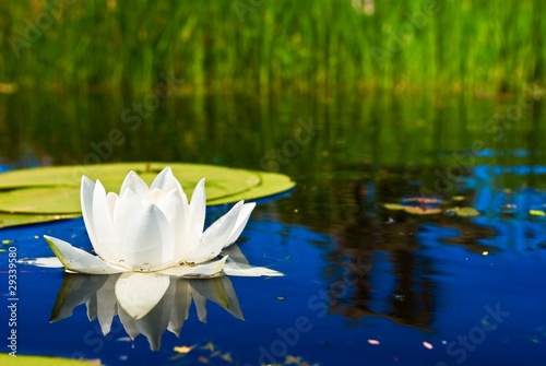 beautiful white lily in a river