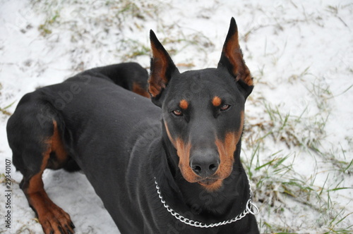 Dobermann