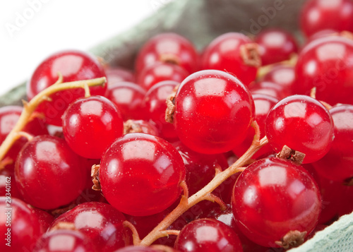 Red currant berry