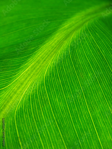 Green Leaf 03 / Grünes Blatt 03