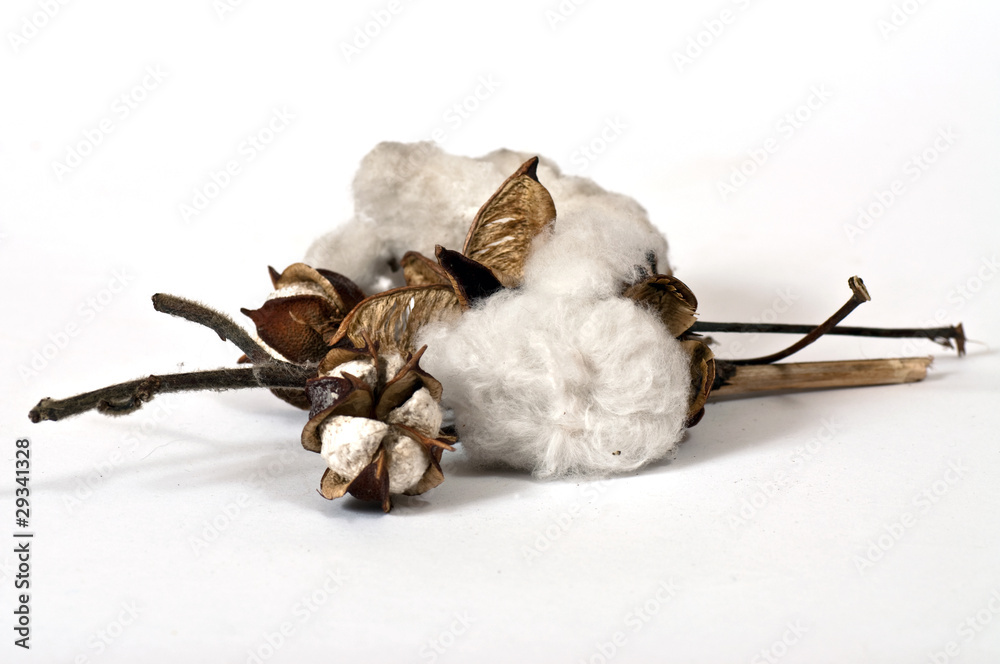 Cotton on the twigs