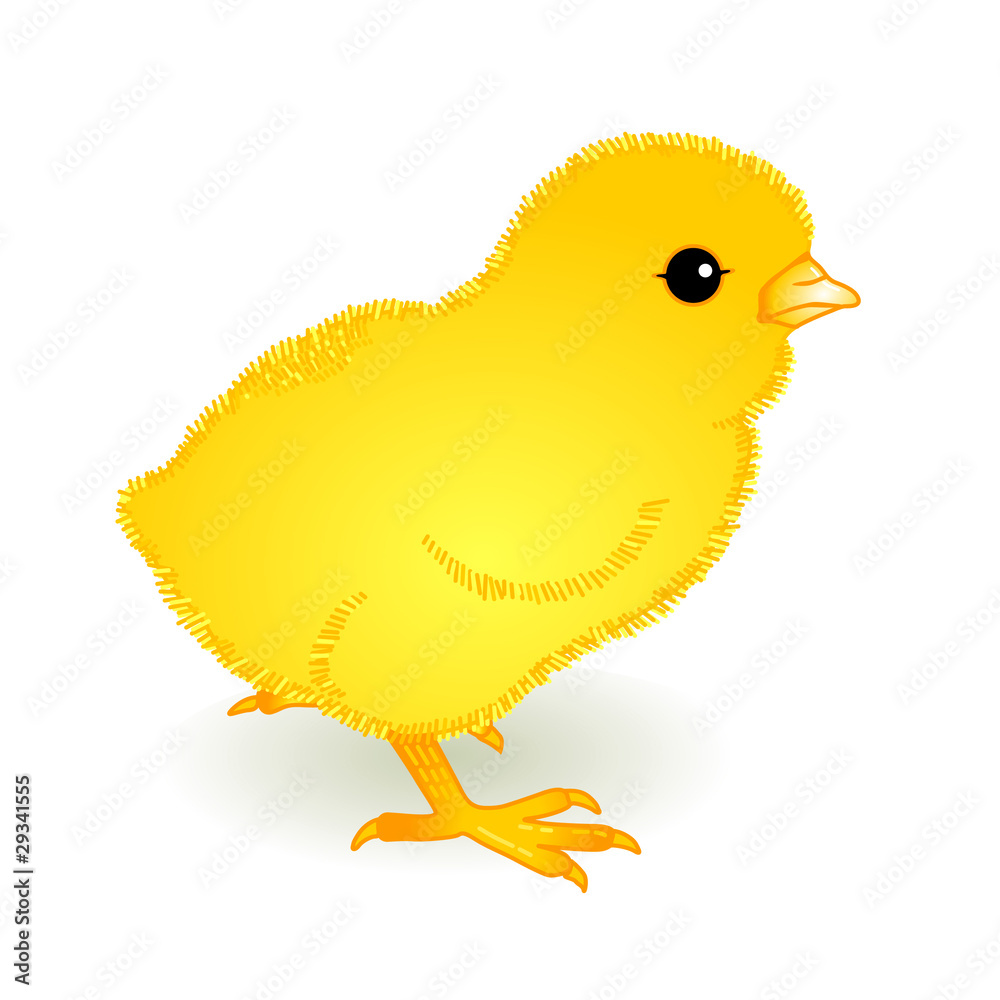 Küken Küken