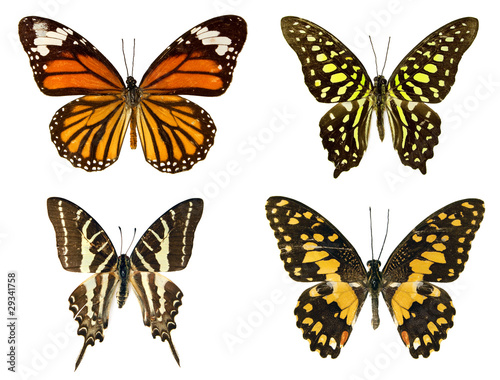 Butterflies, isolated on a white background