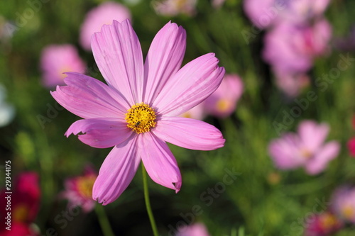 purple flower