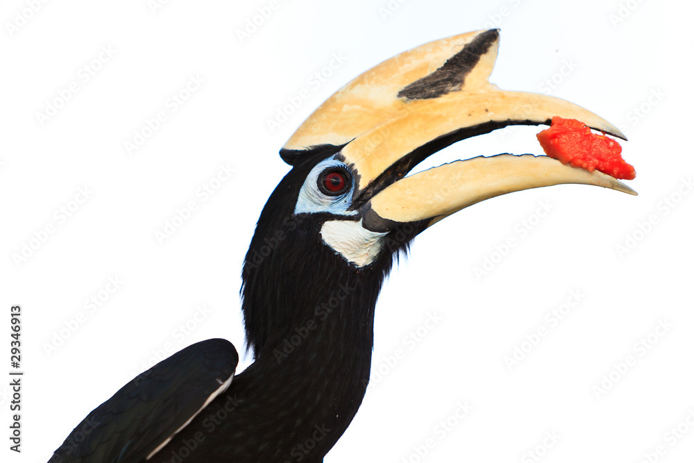 Palawan hornbill bird in close up