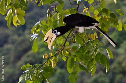 Palawan hornbill bird in close up
